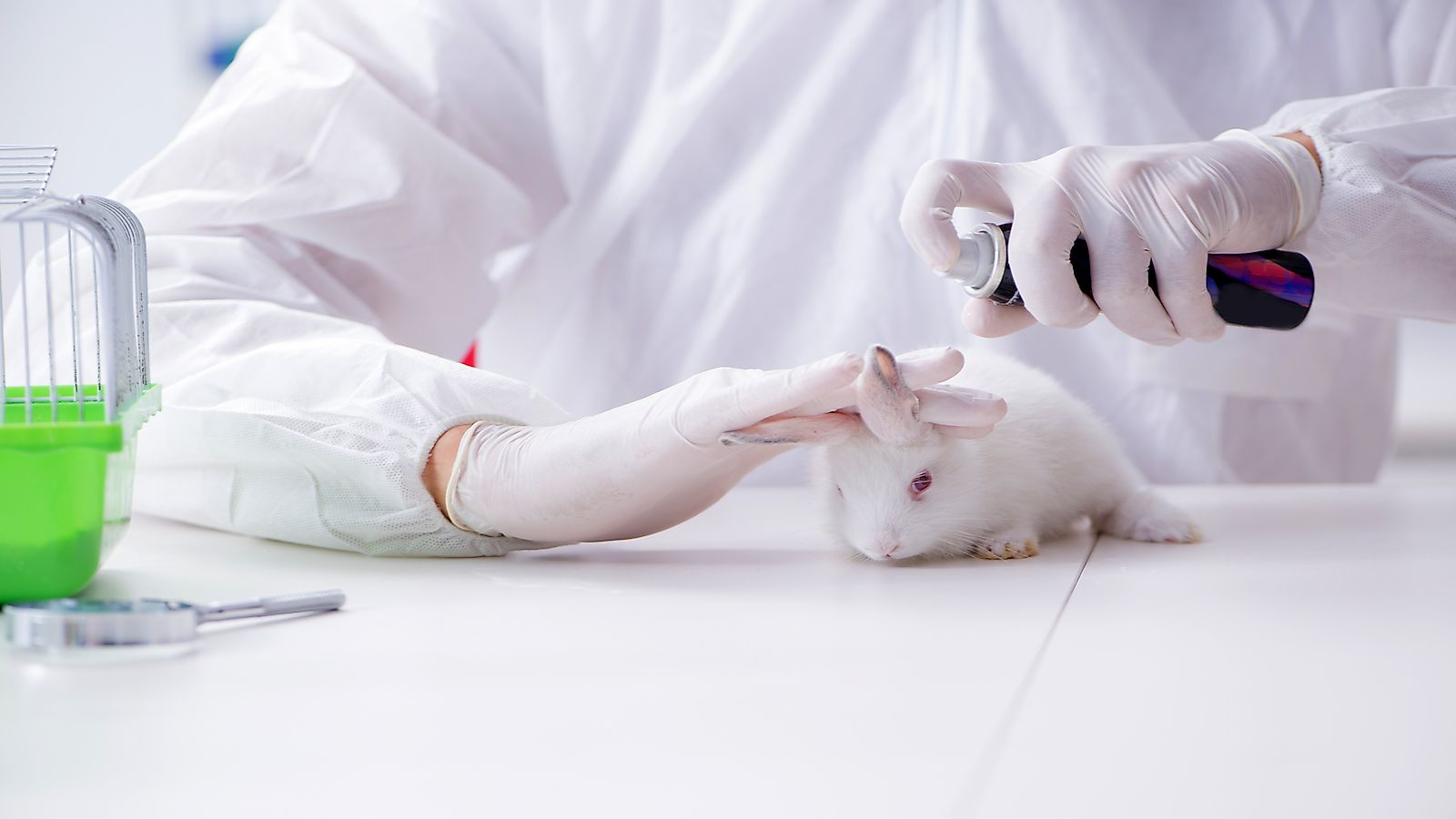 Why Are Animals Used In Experiments At Joseph Ussery Blog