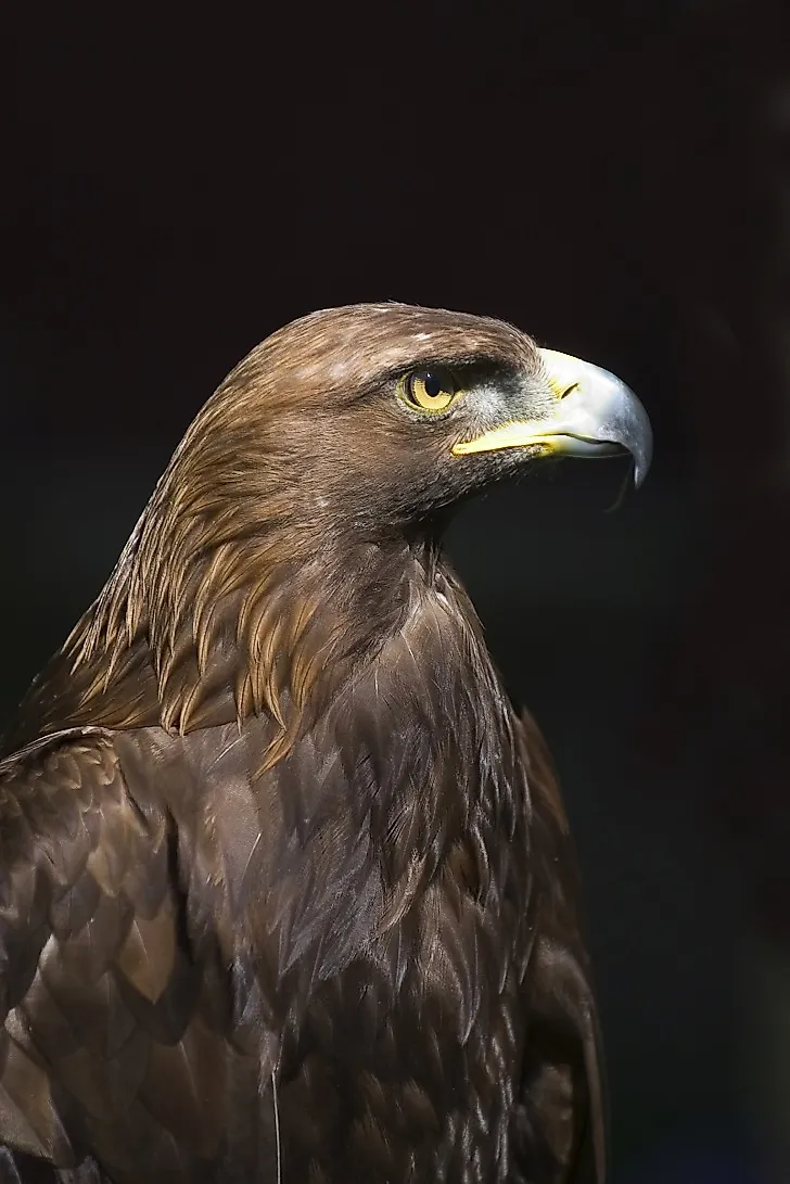Golden Eagle Facts Animals of North America WorldAtlas