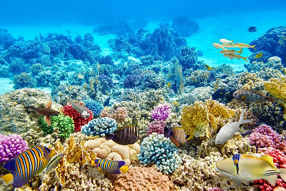 How Many Types Of Coral Reefs Are There? WorldAtlas