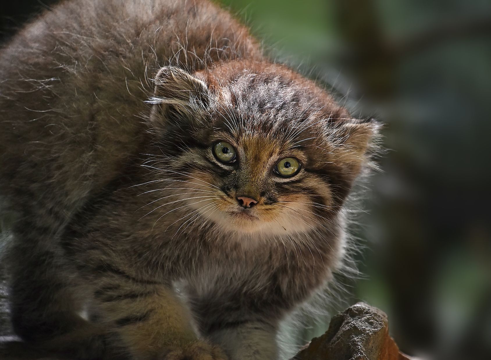 About the Pallas's cat  Russian Geographical Society