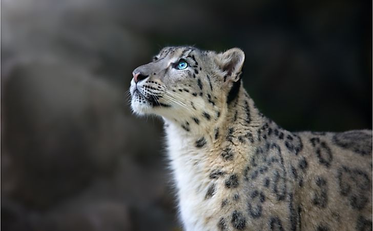 download snow leopard 10.6.8 dmg