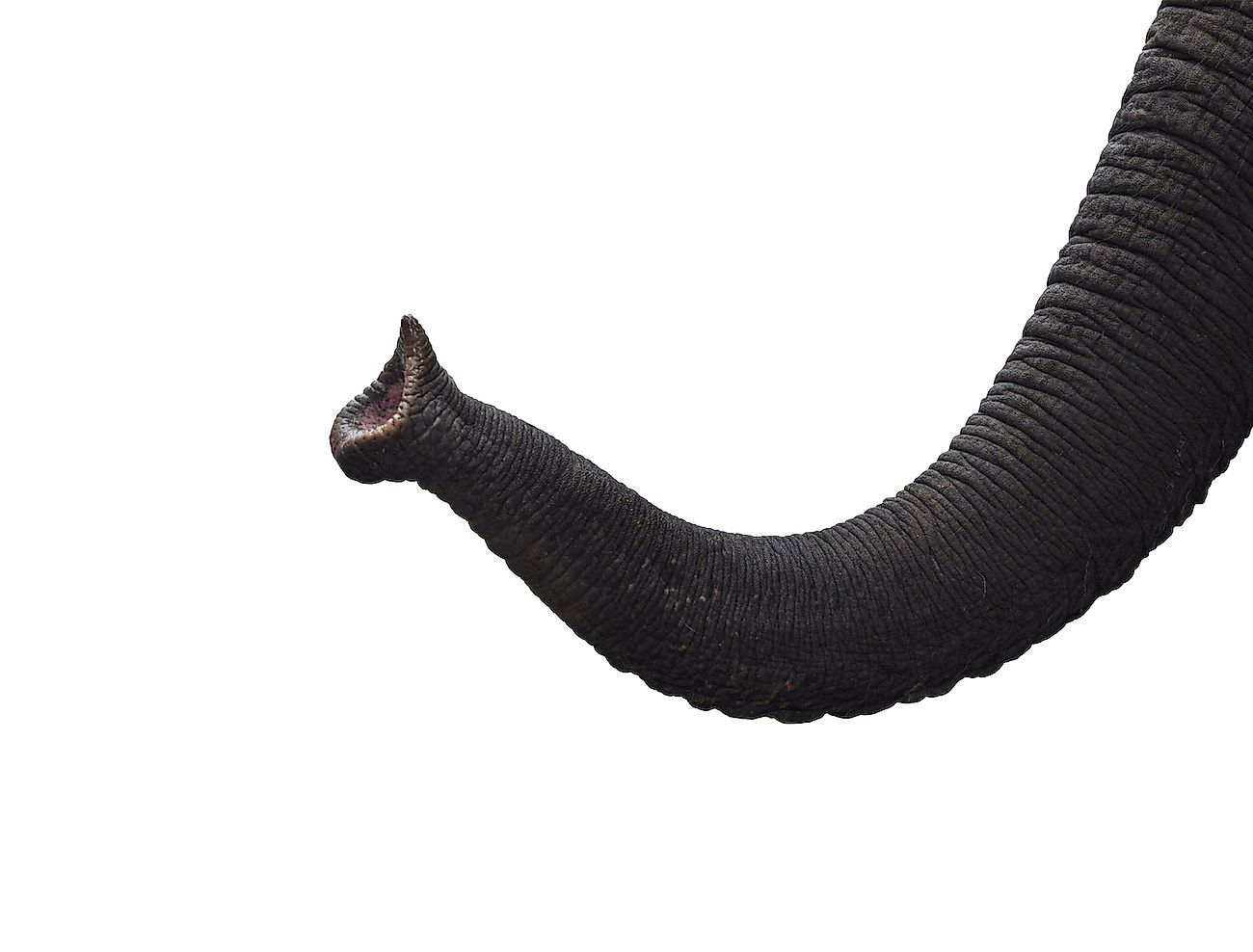 Which Animals Have The Strongest Sense Of Smell? WorldAtlas