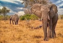 Where Do Elephants Live?