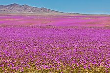 10 Most Colorful Natural Things To See In A Desert