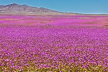 10 Most Colorful Natural Things To See In A Desert