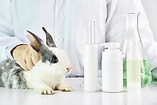 Is A Ban On Animal Testing For Cosmetics The Need Of The Day?