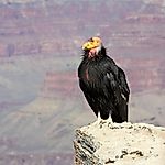 California Condor Facts