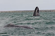 Gray Whale Facts: Animals of North America