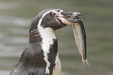 What Do Penguins Eat?