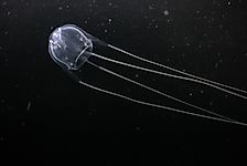 Is The Irukandji Jellyfish Deadly?
