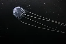 Is The Irukandji Jellyfish Deadly?