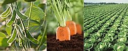 What Is Crop Rotation?