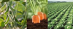 What Is Crop Rotation?