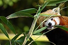 What Do Red Pandas Eat?