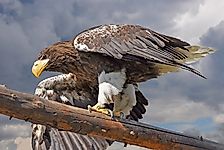 White-Tailed Eagles - Animals Of Eurasia