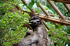 Why Are Sloths Slow?