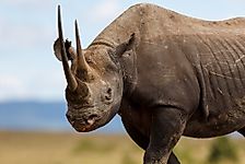 Kenya Animals — Animals That Live in Kenya