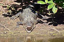 The Heaviest Living Reptiles In The World