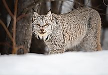 Canadian Lynx Facts