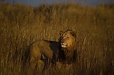 Zambia's 'Tripod Lions' Find A New Lease Of Life In The Kafue National Park
