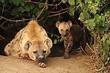 Popular Myths About Hyenas Busted