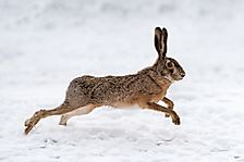 What Is the Difference Between a Rabbit and a Hare?