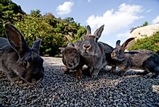 What Is Unique About Japan's Okunoshima Island?