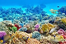 Where Are Coral Reefs Found?