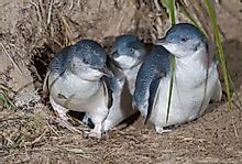 What Are Fairy Penguins?