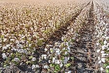The Leading Cotton-Producing US States