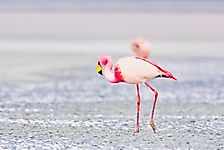 Why are Flamingos Pink?