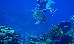 Belize Barrier Reef Reserve - Endangered UNESCO World Heritage Site