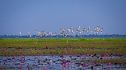 What Are The Major Threats To Wetland Ecosystems Around The World?