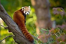 Red Panda Facts