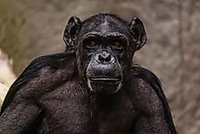 What Was The Gombe Chimpanzee War?