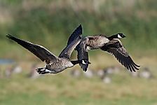 Canada Goose Facts: Animals of North America