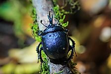 The Strongest Animals In The Animal Kingdom
