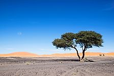 Plants That Grow In The Sahara Desert