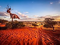 The Kalahari Desert