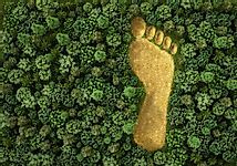 What Is An Ecological Footprint?
