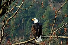 Bald Eagle Facts