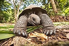 10 Animals With Incredibly Long Lifespans