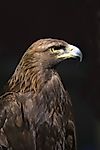 Golden Eagle Facts: Animals of North America