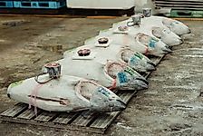 What Is Japan Doing To Conserve Bluefin Tuna?