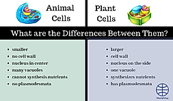 What are the Differences Between Plant Cells and Animal Cells?