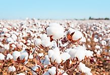 Top Cotton Producing Countries In The World