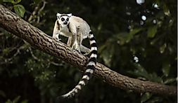 In the News This Week: Lemurs in Danger, Fire Whirls, the Lunar Eclipse and More