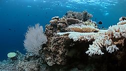 What Is Coral Reef Bleaching?