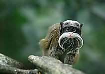Bearded Emperor Tamarin Facts: Animals Of South America