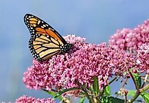 Help Rebuild Monarch Butterfly Populations By Planting Monarch-Friendly Gardens